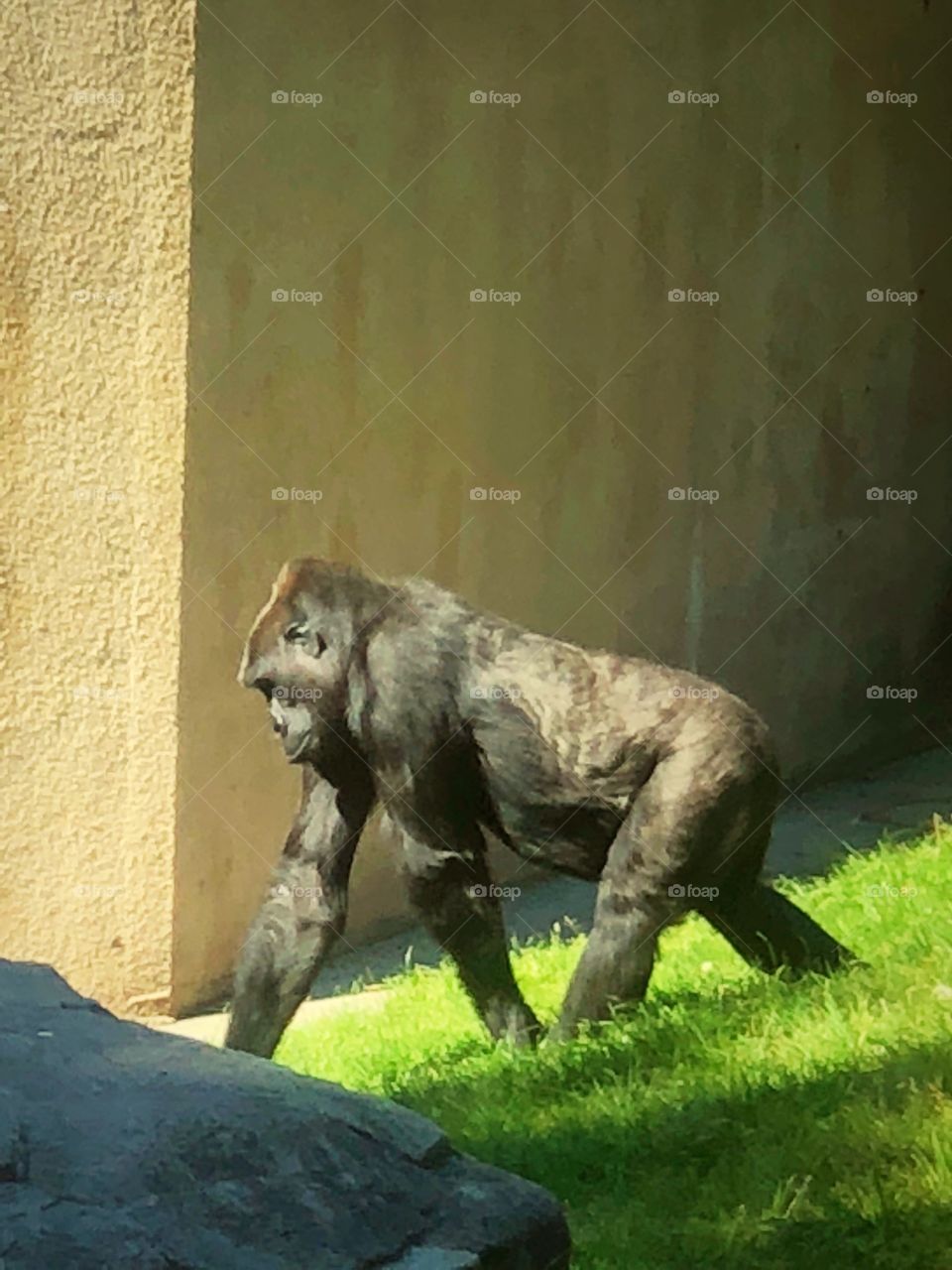 Gorilla in the zoo