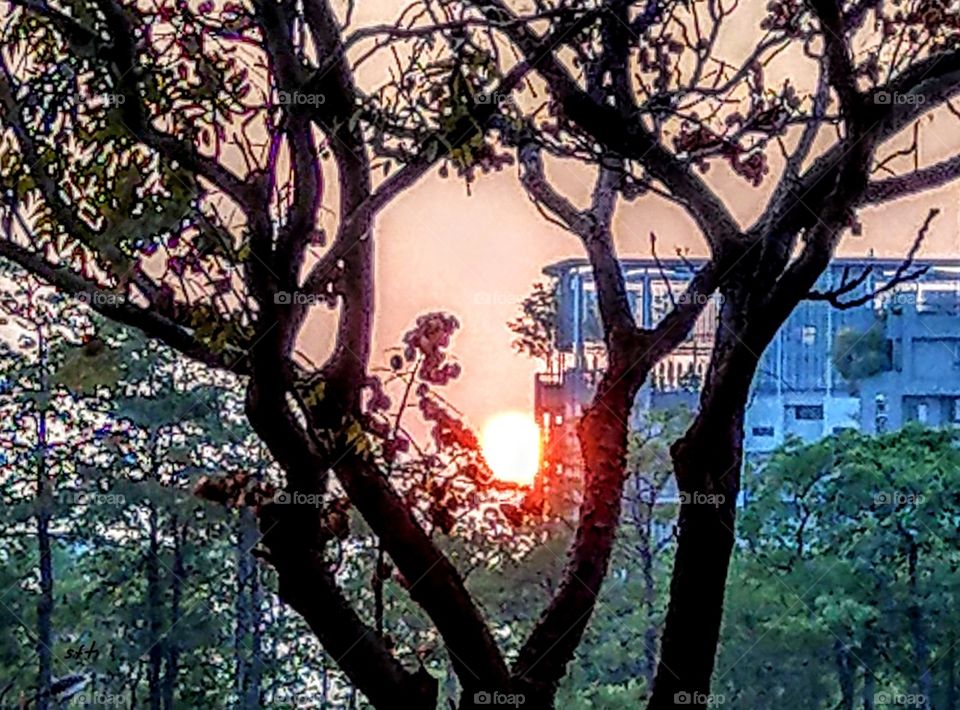 Another angle photo of sunset, the sun between some beautiful trees, had an artistic atmosphere, the trees liked a pair of hands that was holding the sun, it was wonderful.