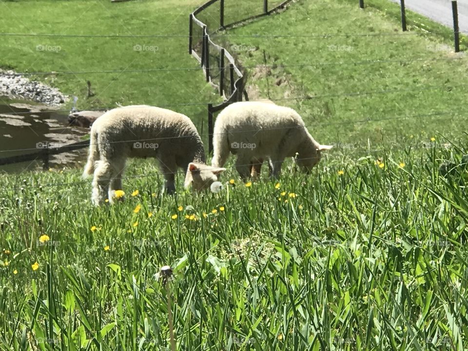 Grazing sheep and lamb
