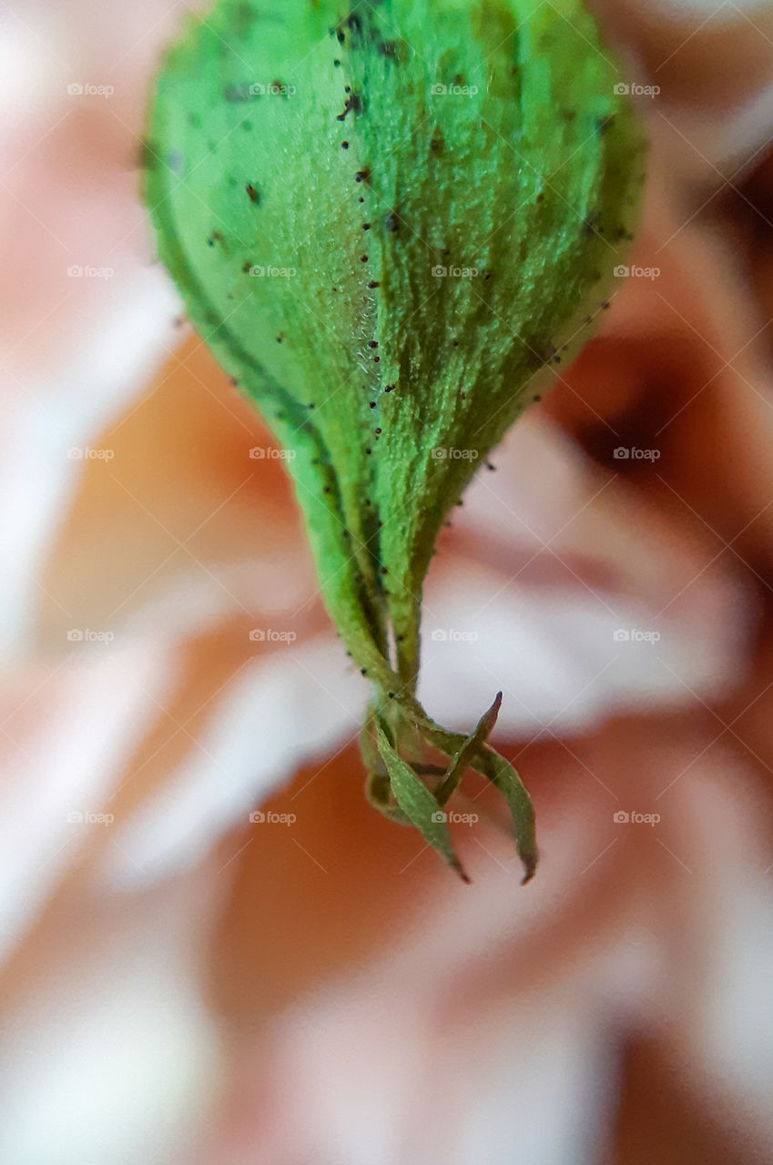 the blossom of the rose