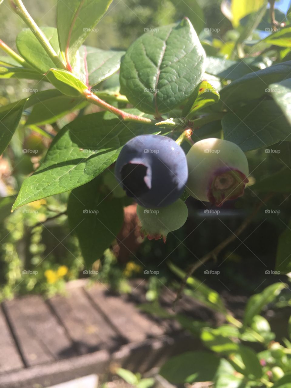 American blueberry 