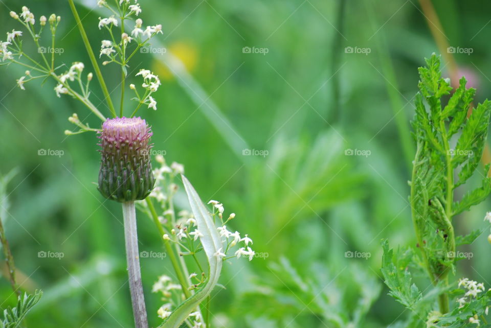 Baby Thistle 