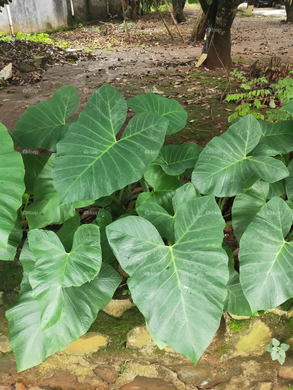 enormous taro leaves grew profusely. with the sunlight still shining brightly on the leaves