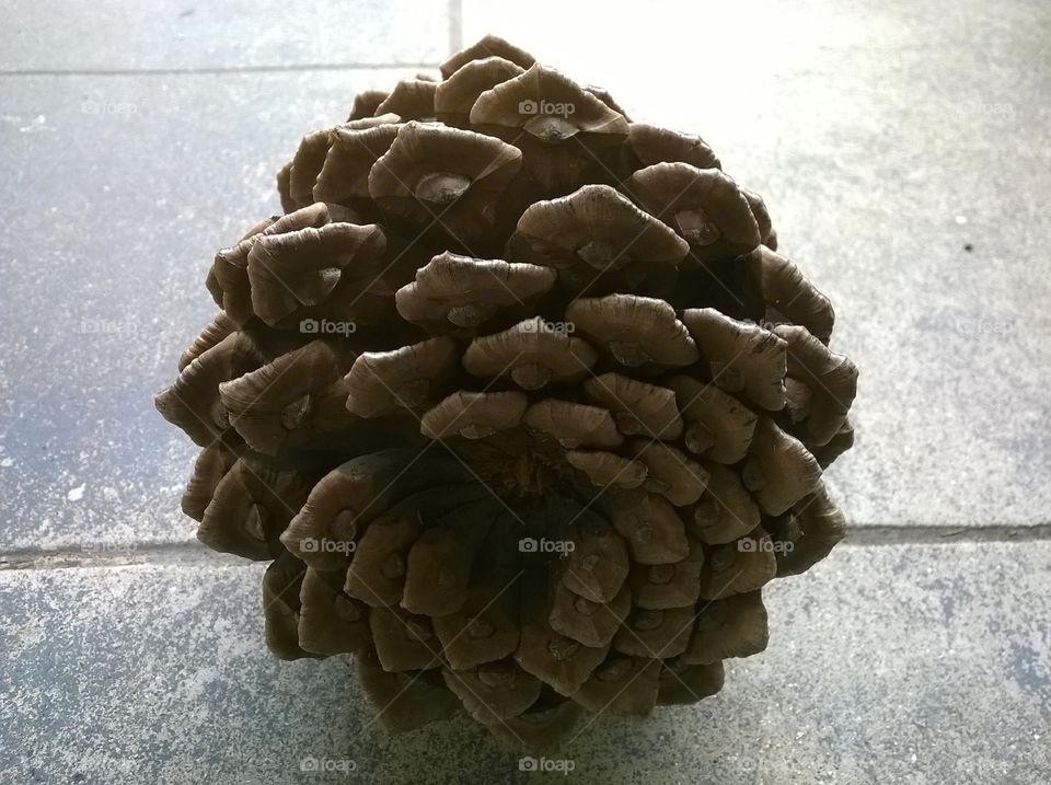 Pinecone