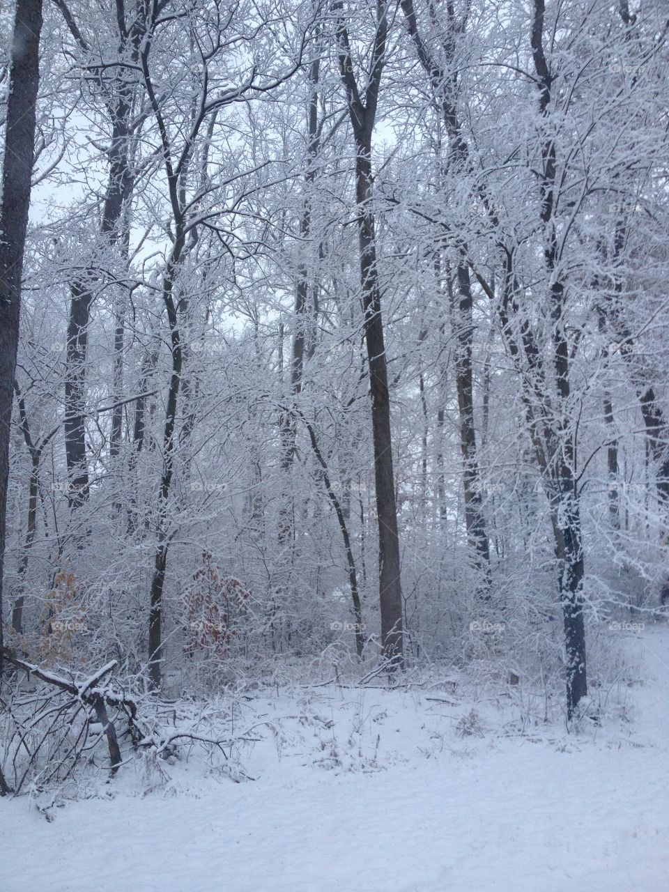 The snow blanketed all the trees in our yard which was very beautiful so I took this photo.