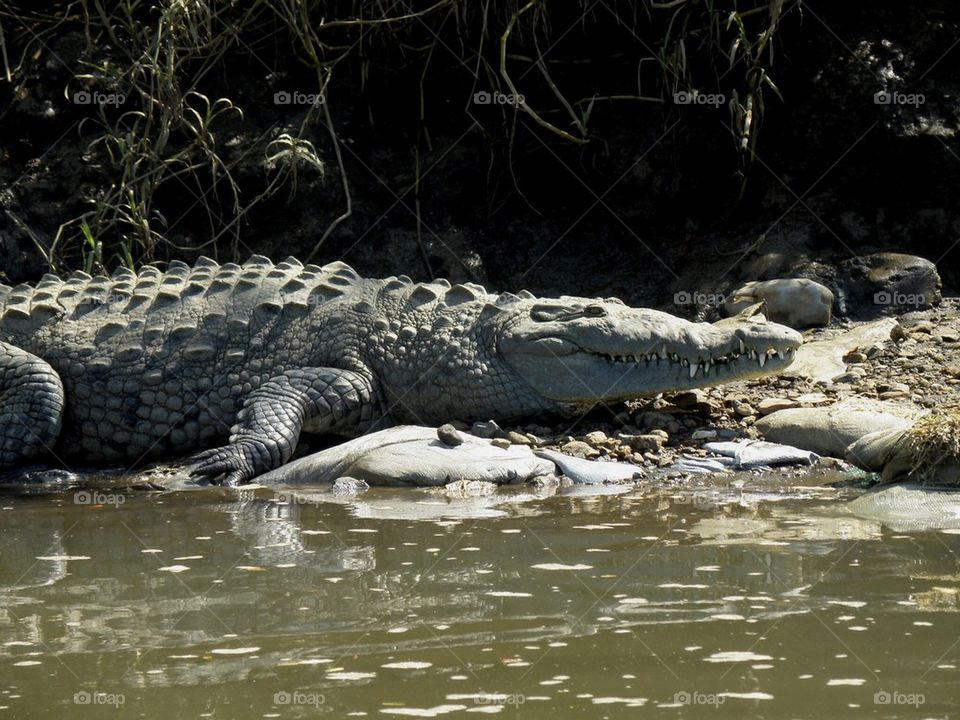 Croc in Costa Rica 