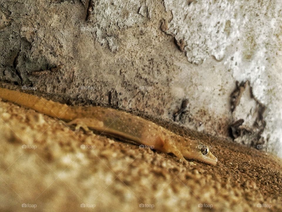 Close up lizard