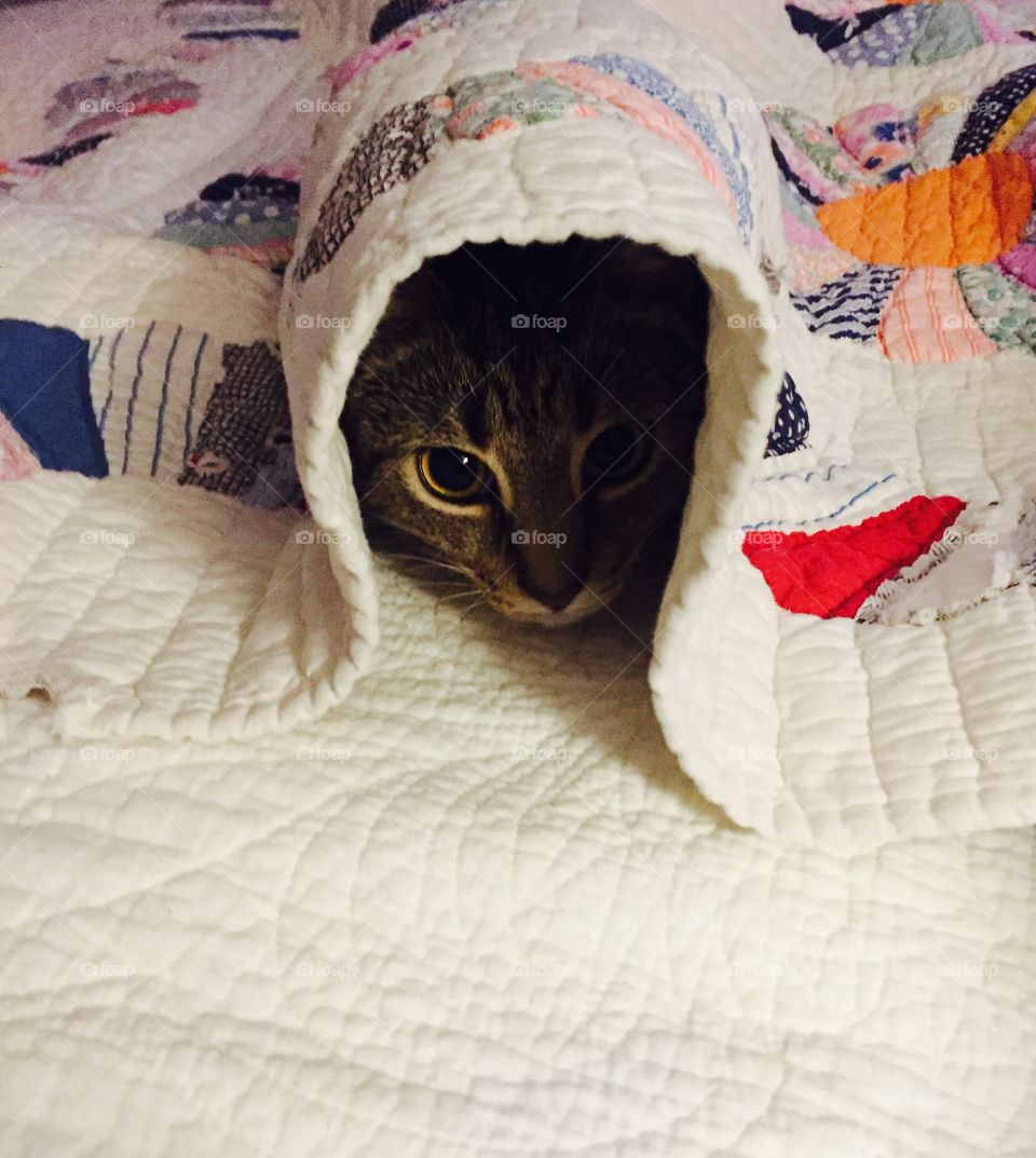 View of a cat hiding