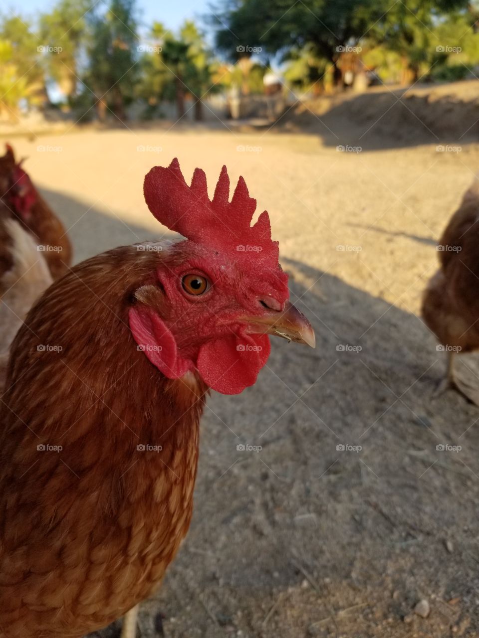Chicken side profile.
Rhode Island Red hen stares at camera.