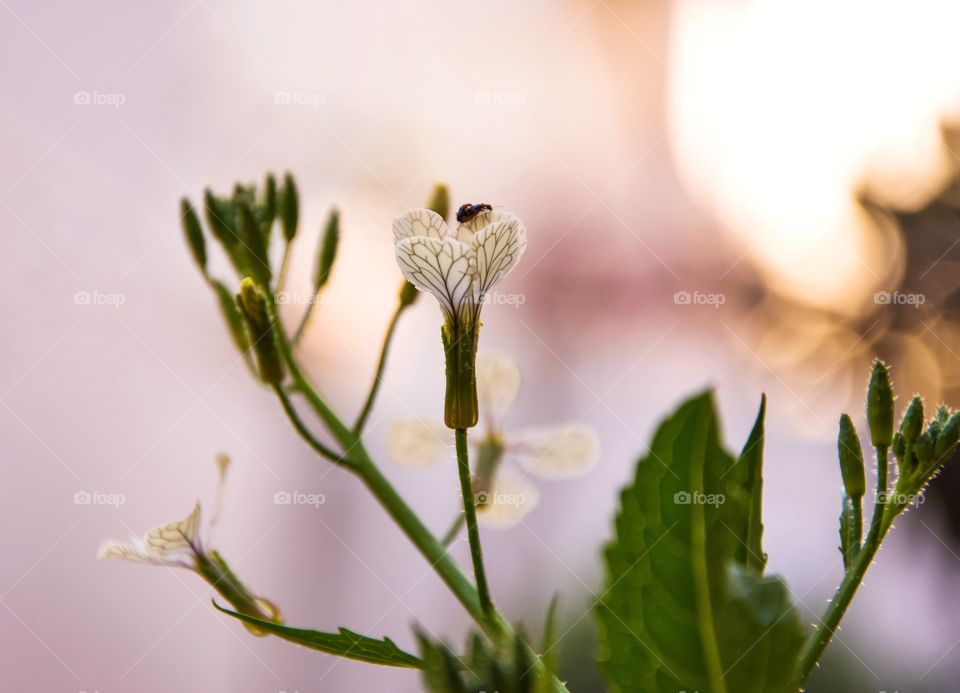 spring flowers and insect