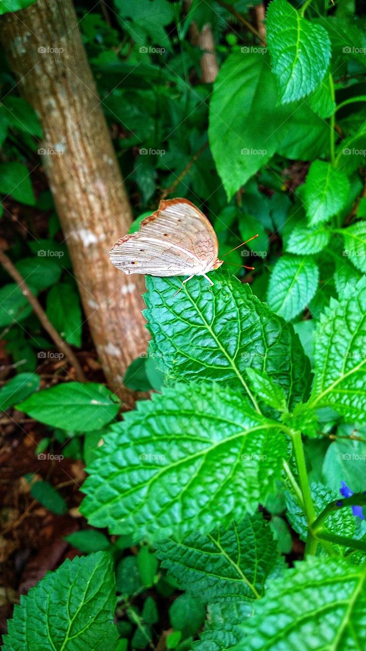 Junonia atlites butterfly perched on a leaf