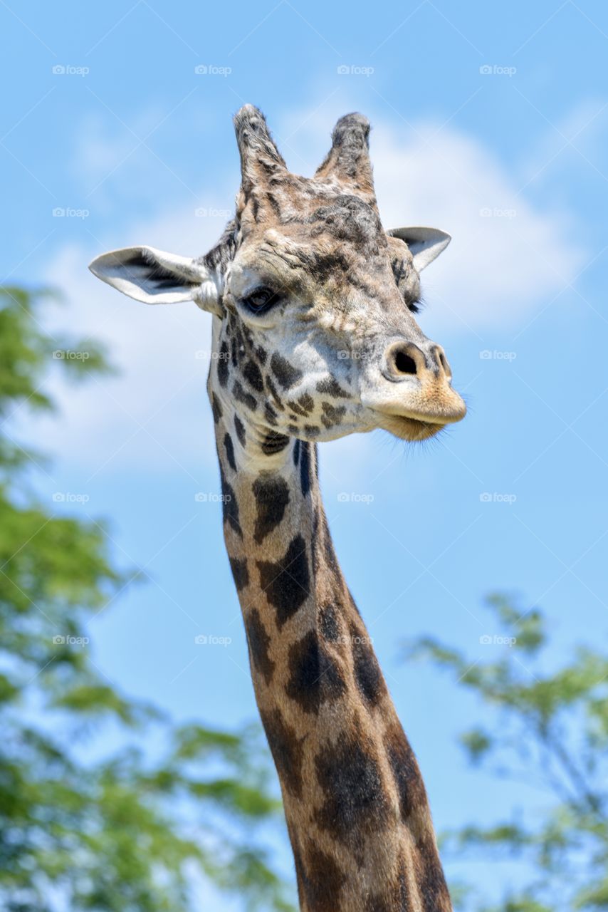 Portrait of a giraffe amongst the trees
