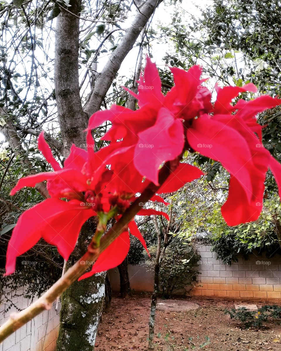 #Flores do nosso #jardim, embelezando nosso #entardecer com suas cores tão belas e vibrantes!
🌺🏵🌹
#natureza #fotografia #hobby #inspiracion #flowers