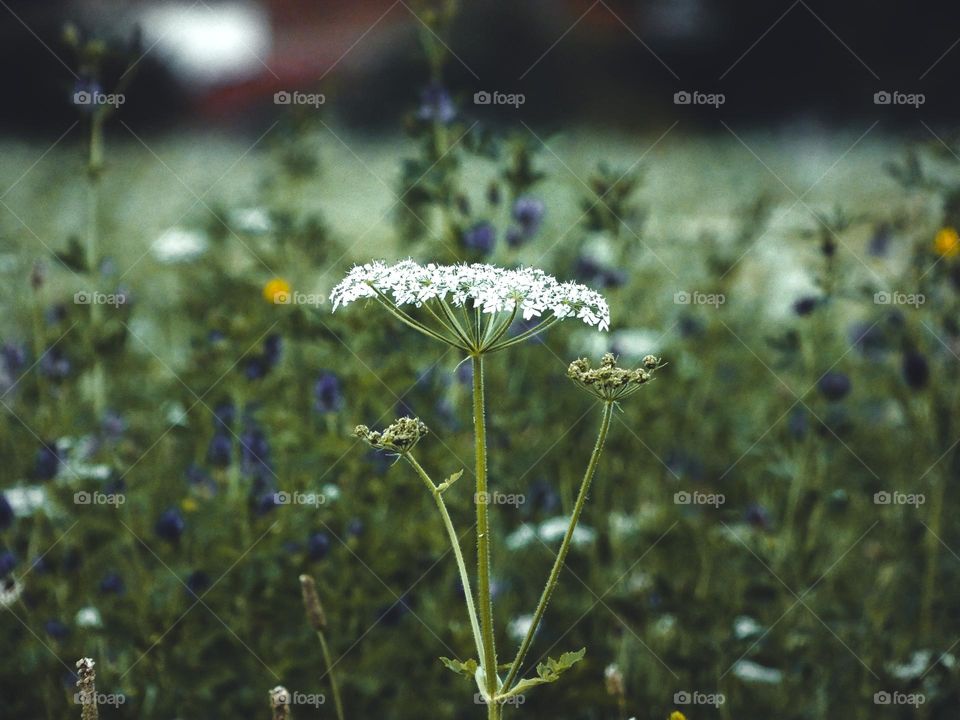 The white color of the flowers always stands out easily