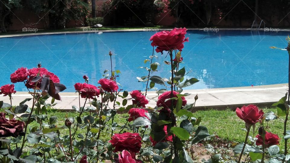 Beautiful red roses in nature.