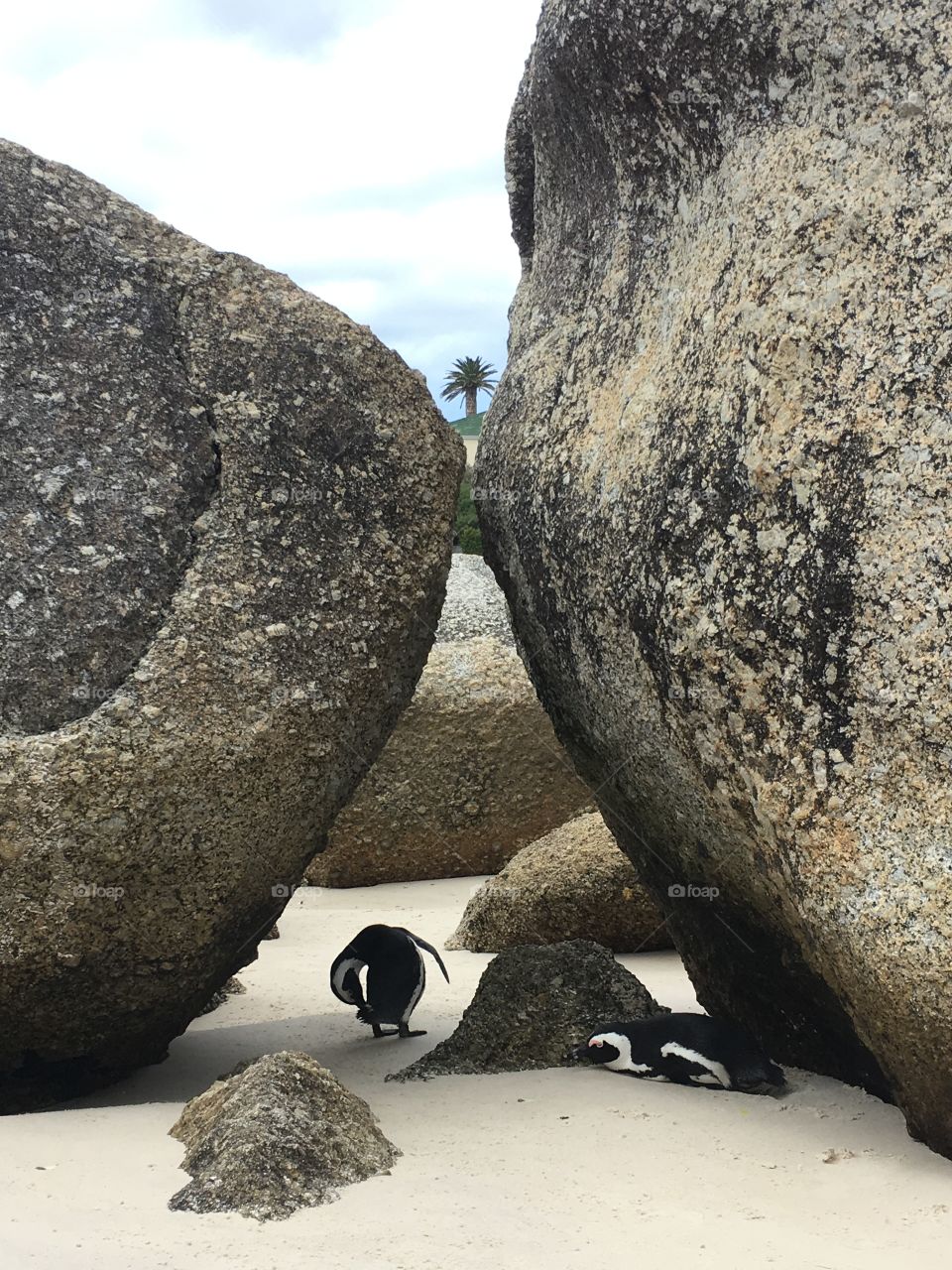 Penguin Palm symmetry! 