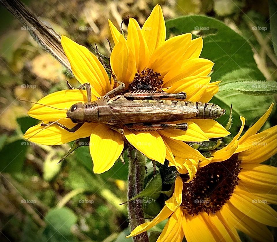 Grasshopper in a Sunflower Field 