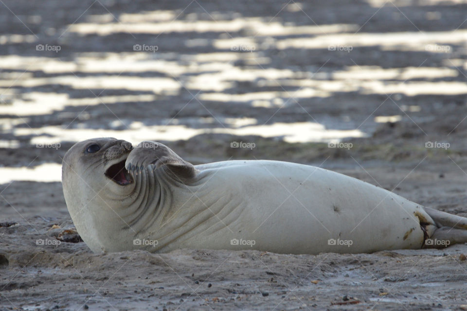 Sea lion