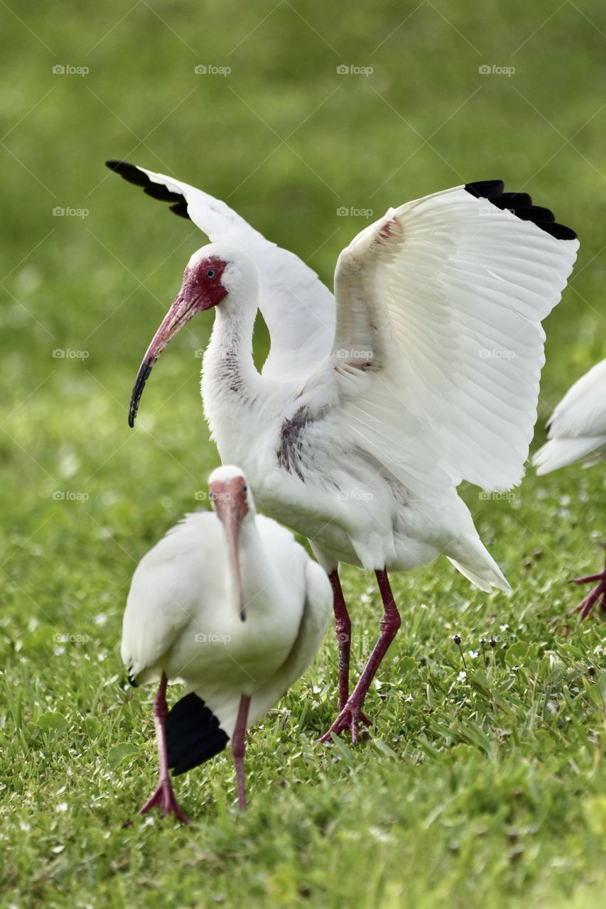 White ibis and white pelican in the wild
