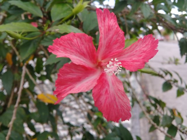 red hibiscus
