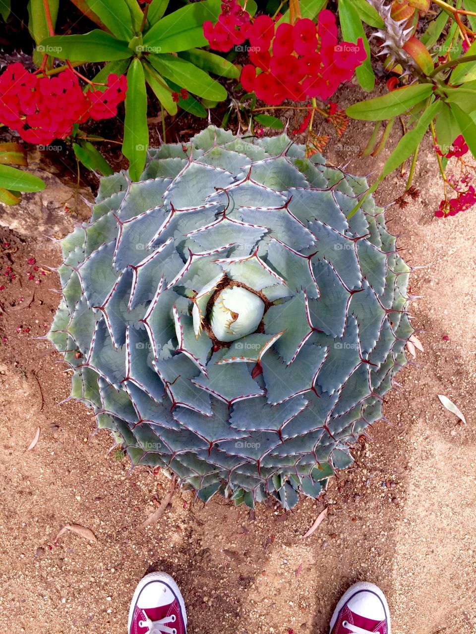 Large cactus in San Diego 