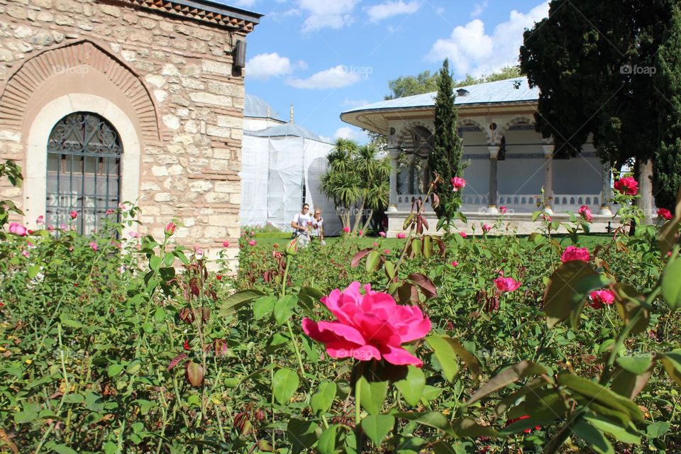 A beautiful rose in Sultan's garden in Istanbul, Turkey. 