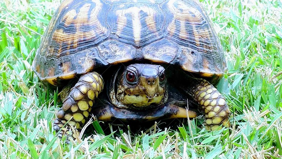 Turtle, Tortoise, Shell, Reptile, Slow