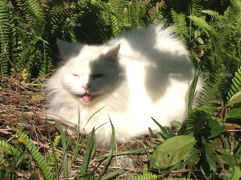 Smiling Cat in the Garden