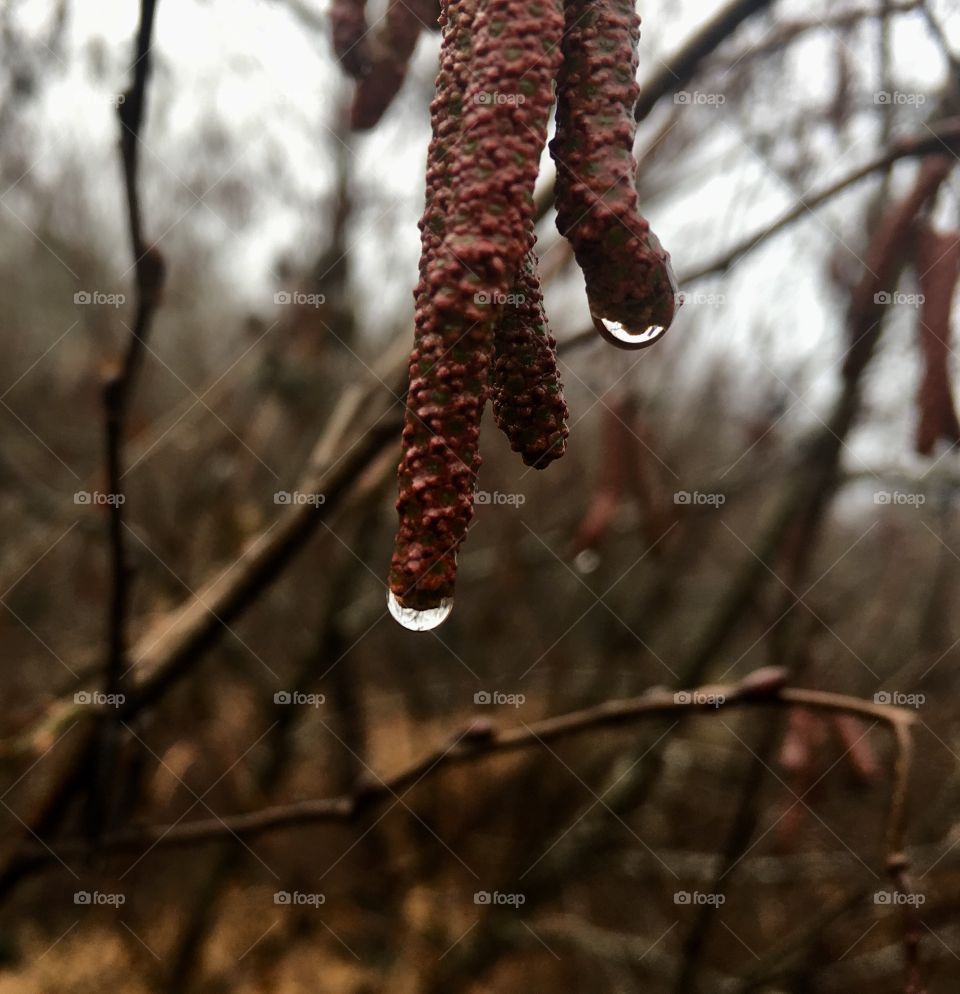 Drooping catkins during winter 