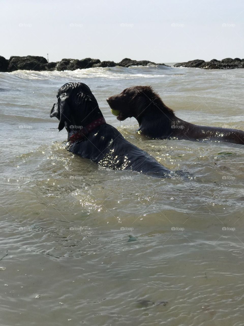 Flatcoat retrievers swim confidently in Kent sea.