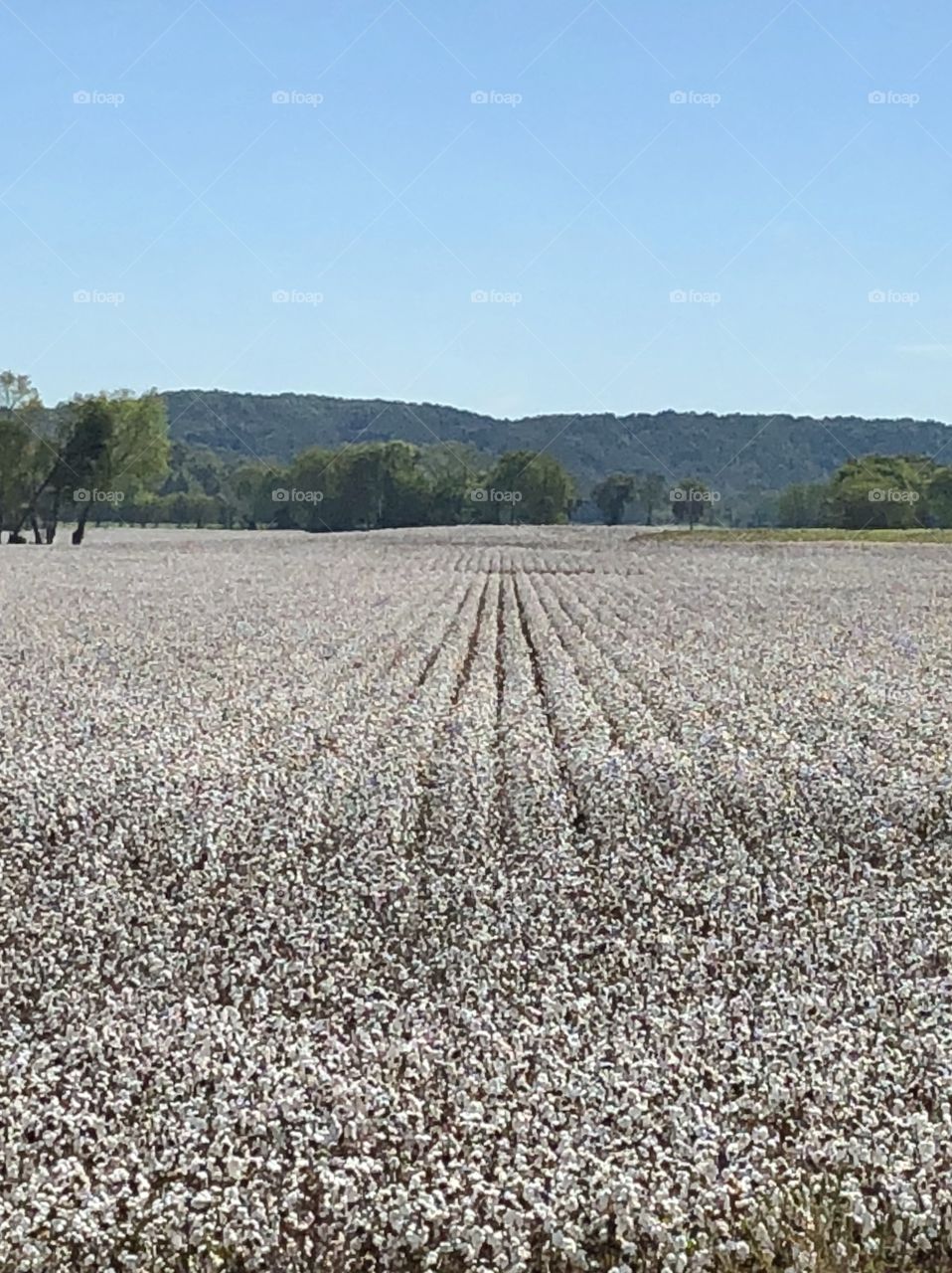 Bright white bolls of cotton dotting the fields of the countryside make a rural drive visually satisfying!