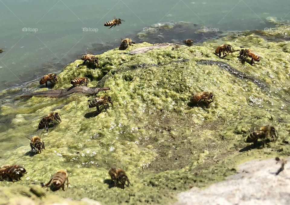 Thirsty Bees,honeybee, honeybees,bee,bees,flying,lake,water,moss,algae,rock