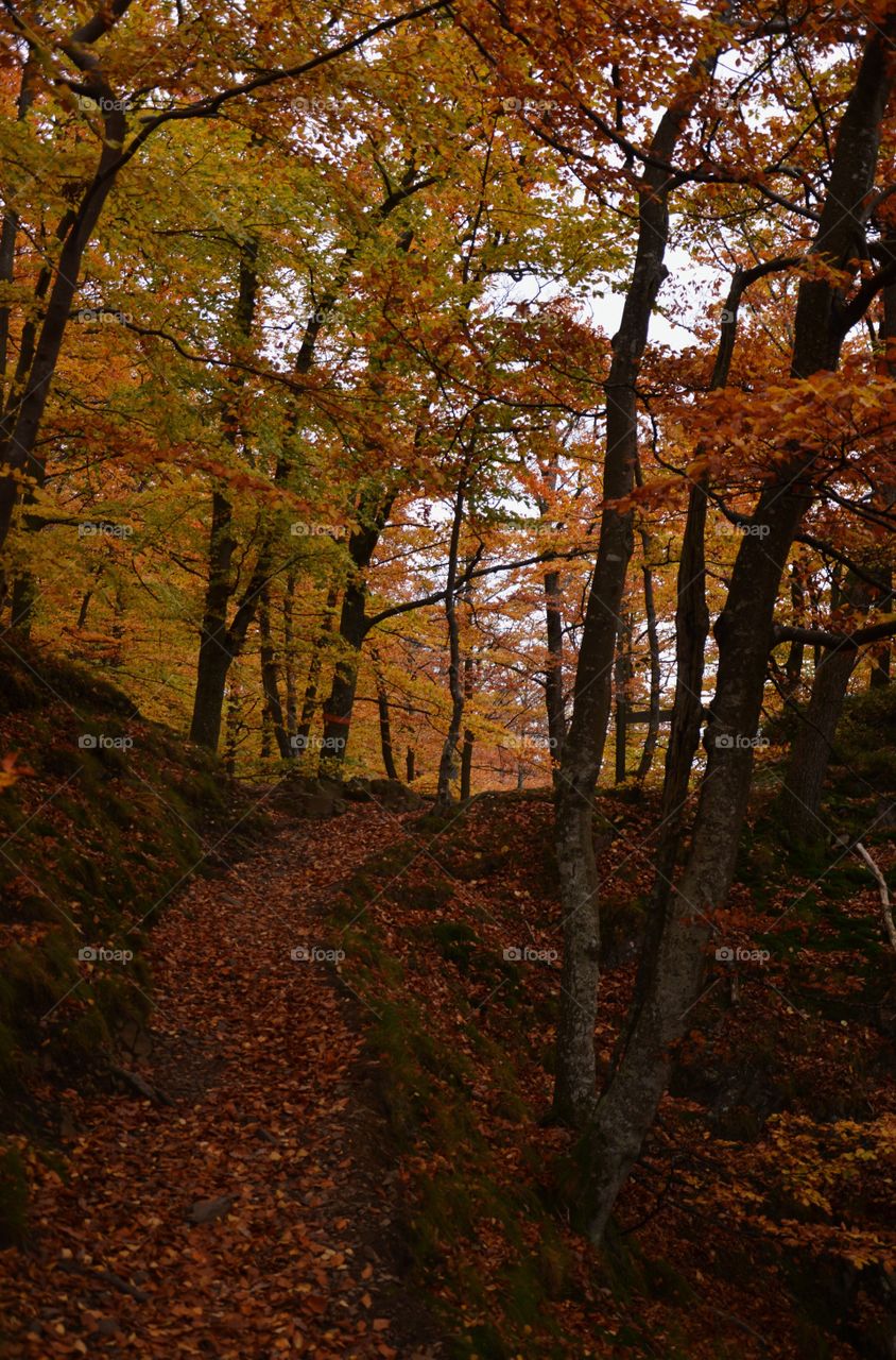 Empty footpath in autumn forest