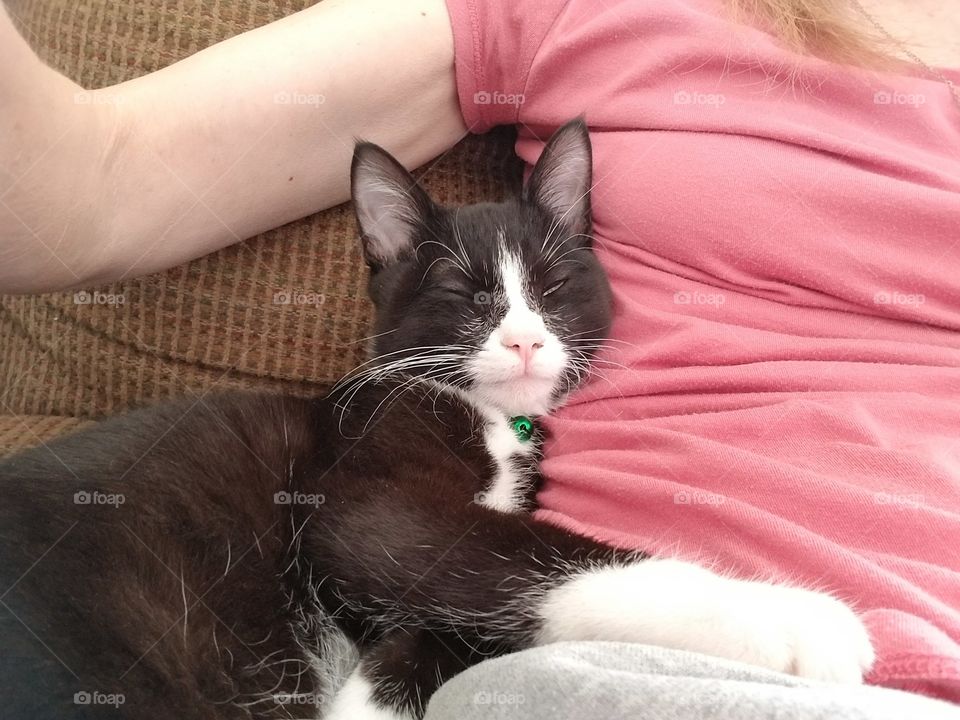 Bob, the sleepy cat.