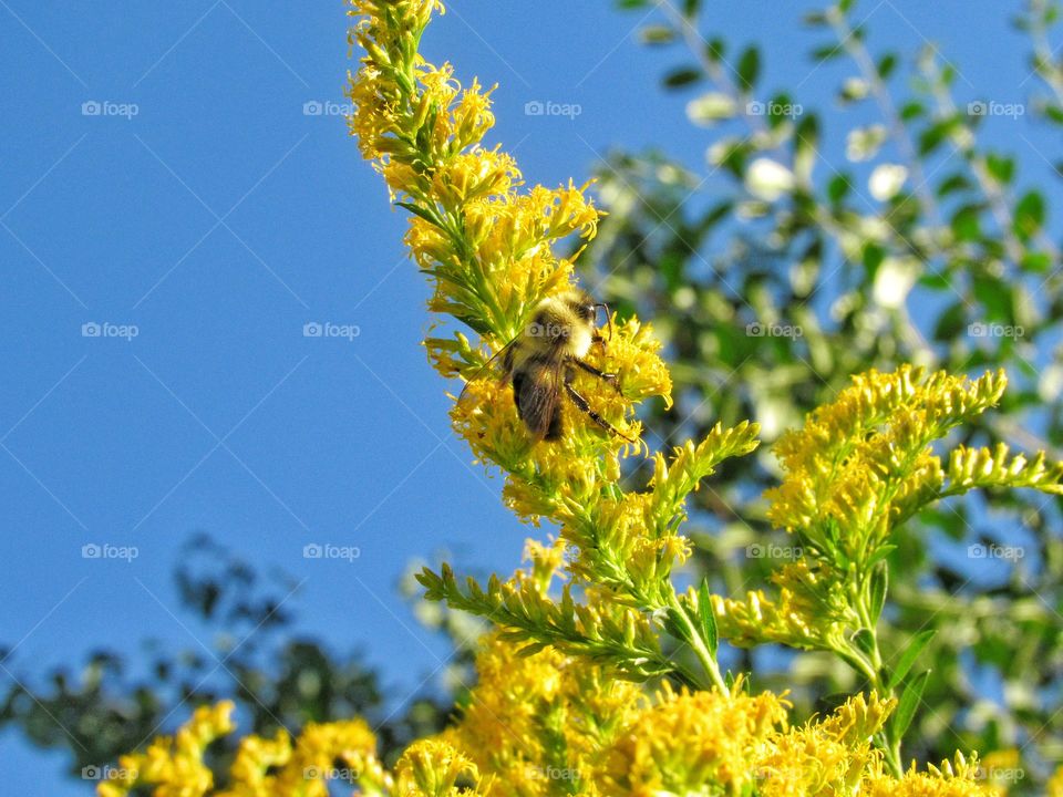 yellow golden rod flower with bee drinking nectar with blue sky background