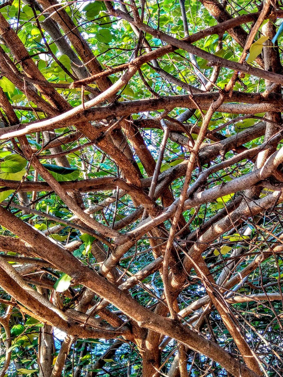 The beauty of the branches, it looks like  abstract.