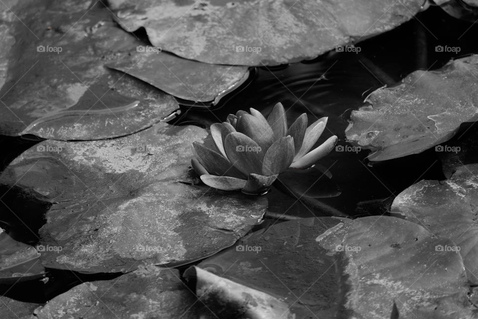 Lotus in black and white 