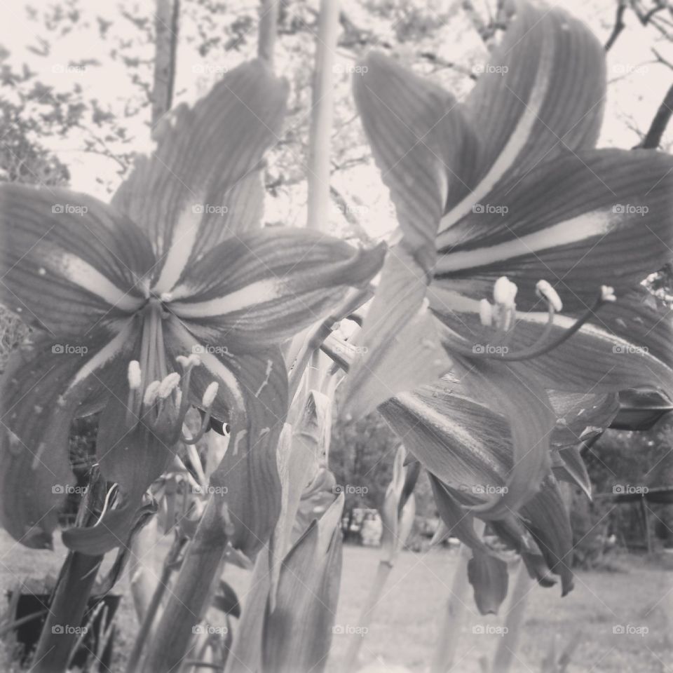 Blooming Lilies in black and white 