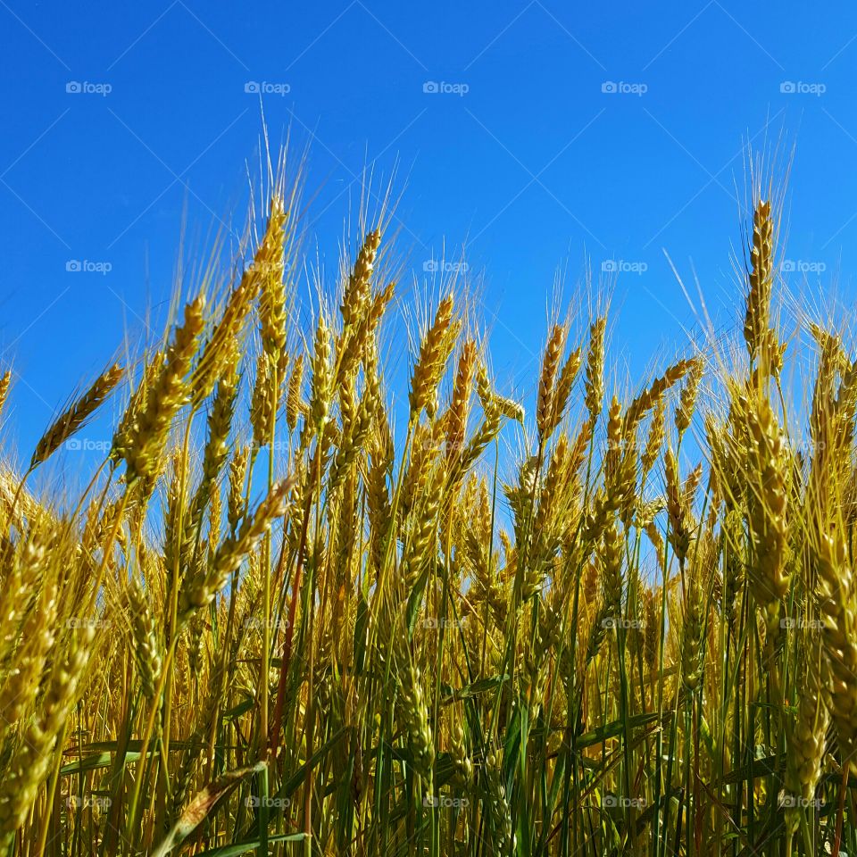 Wheat plants against blue sky