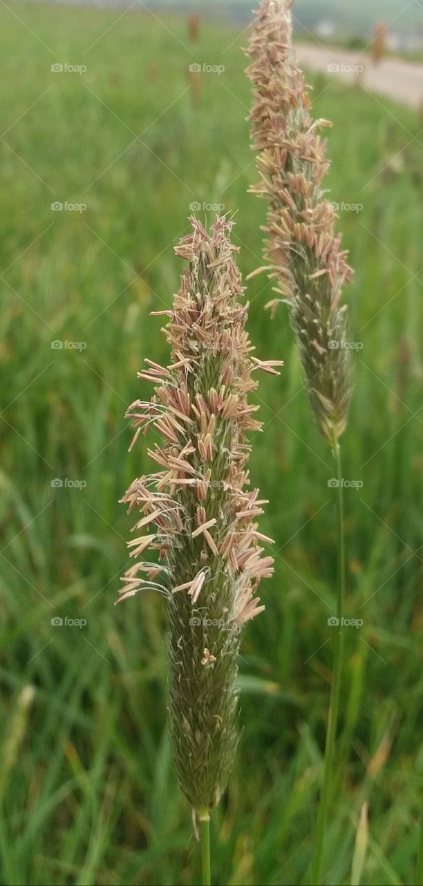 Grass blossom close-up