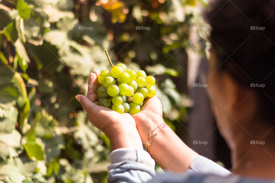 Farmer holding bunch of grapes taken out from the vineyard