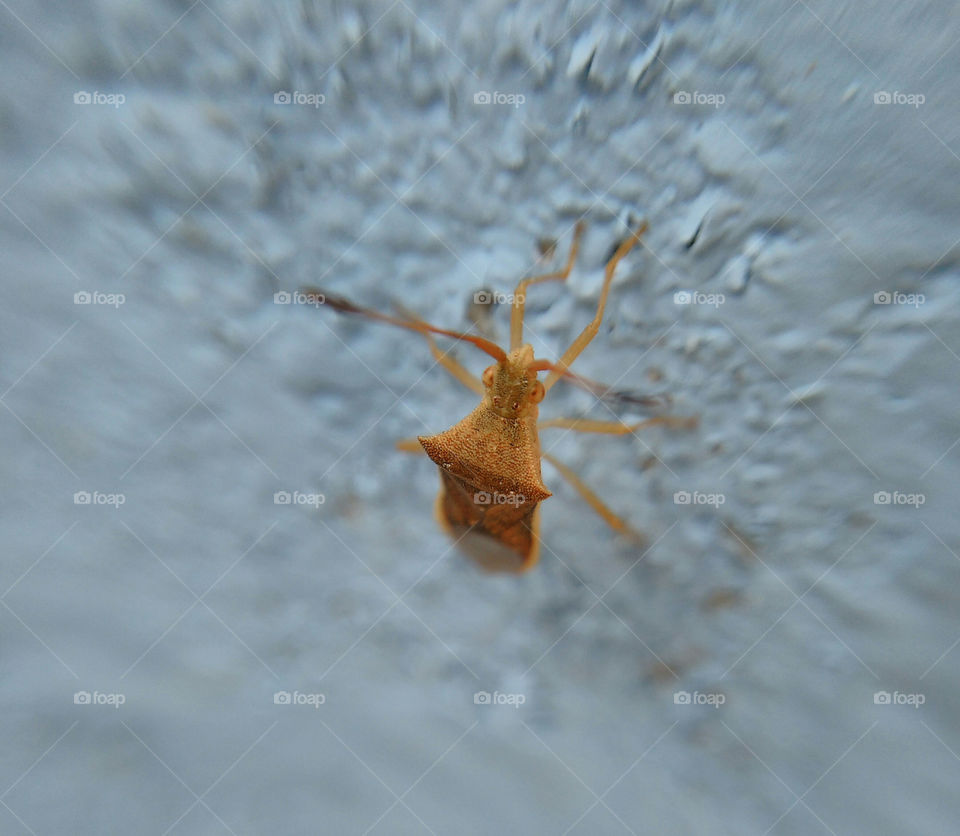 Close-up of a insect on wall