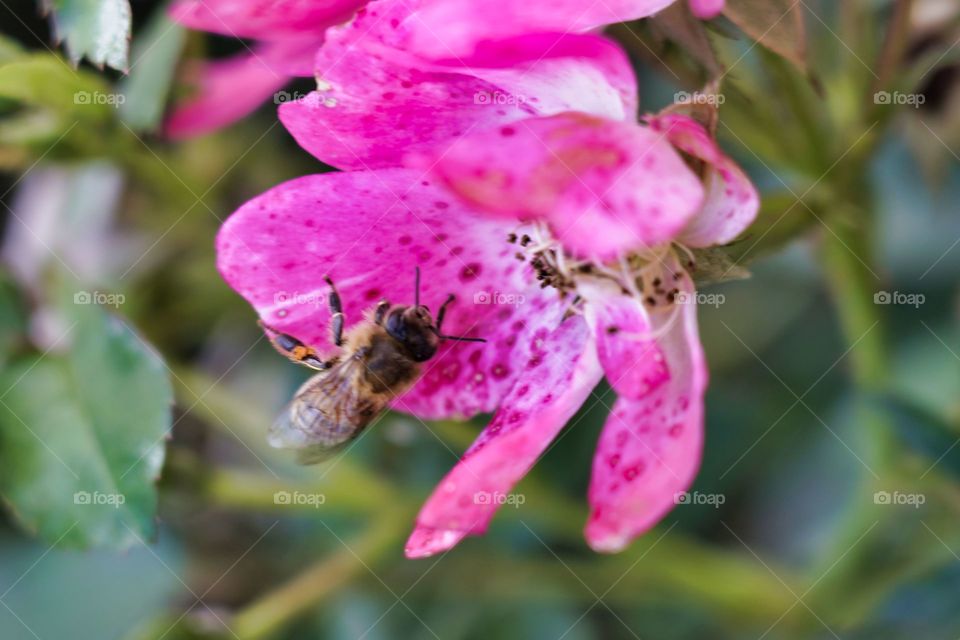 bee on flower