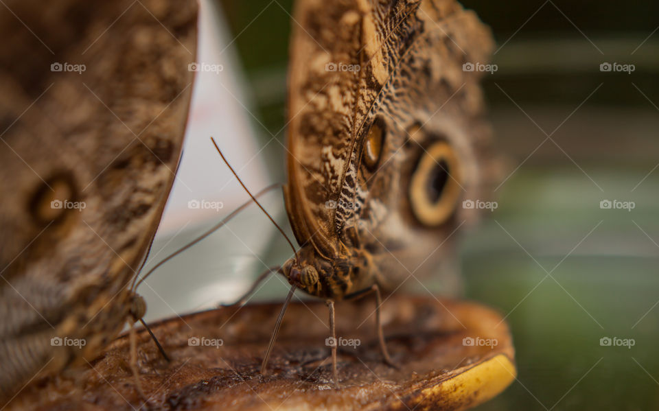 Banana butterflies 