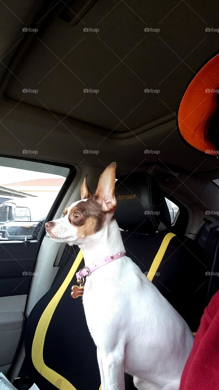 Cinnamon the chihuahua