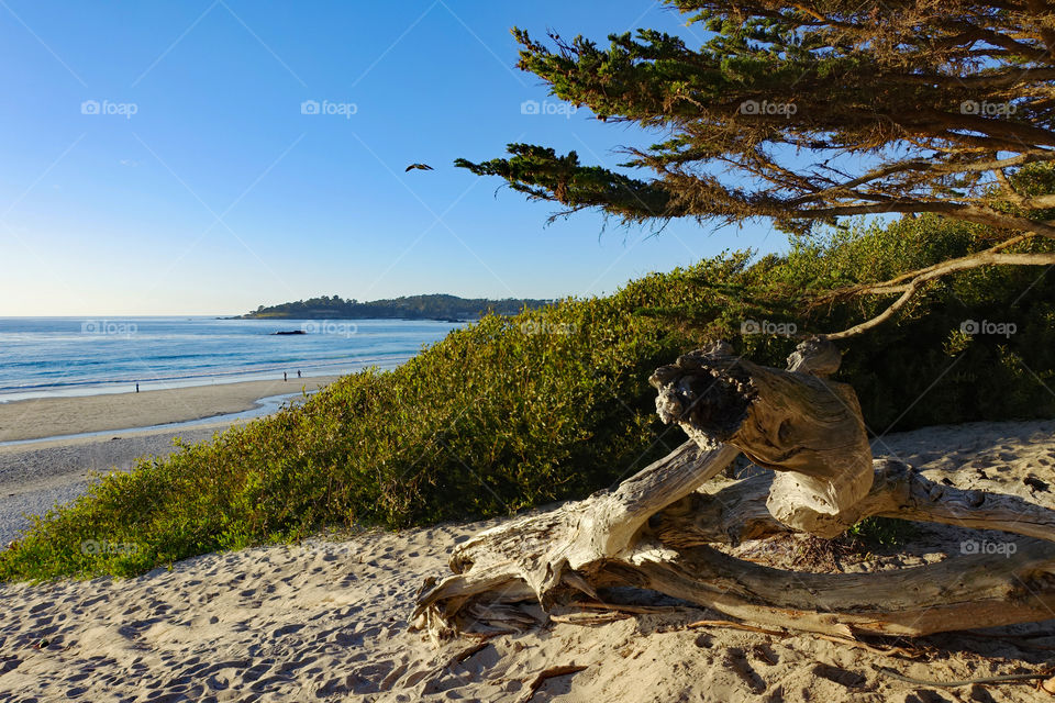 ocean, beach