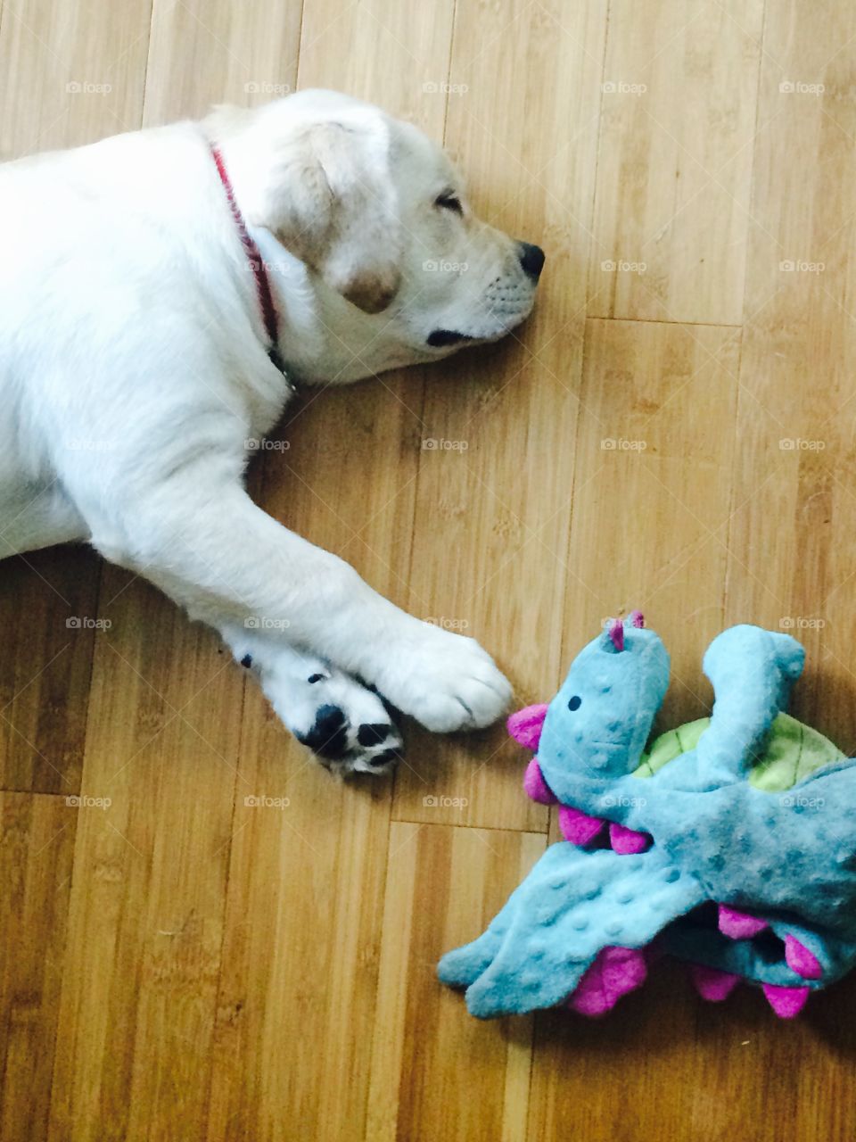 Sleeping puppy with toy
