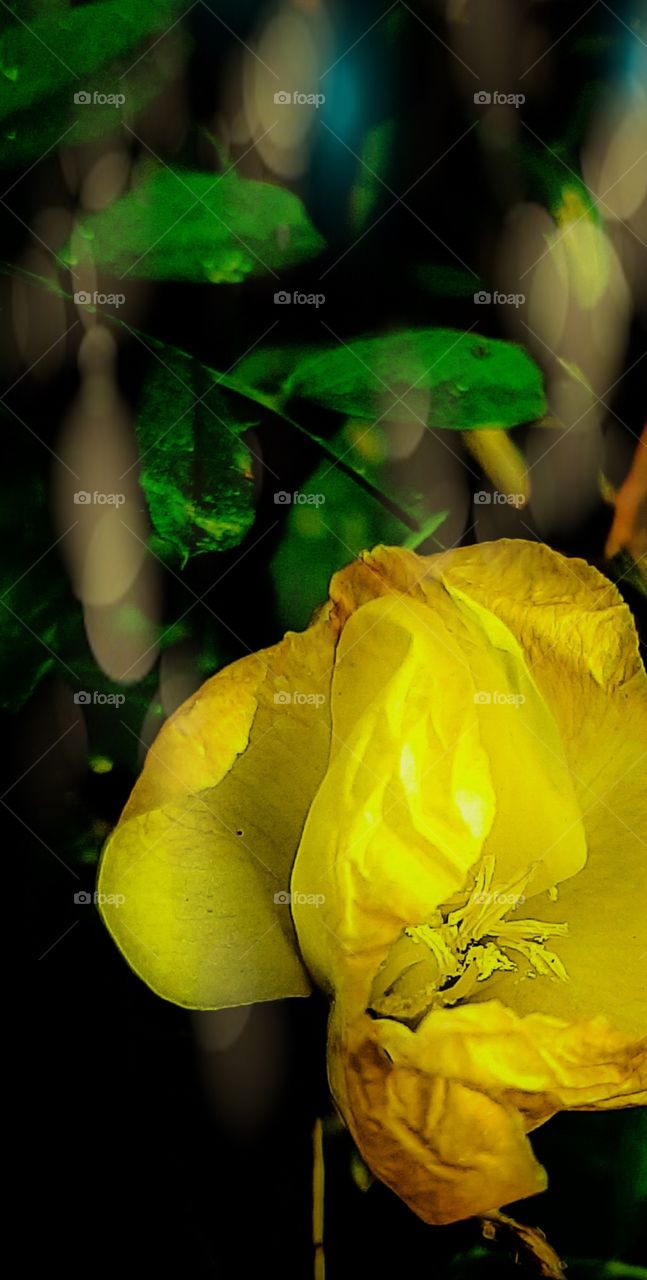 close up of wilting yellow flower