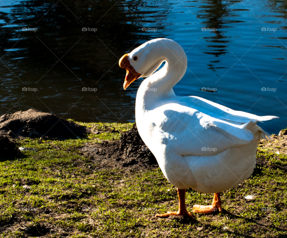 Bird, Duck, Goose, Waterfowl, Pool