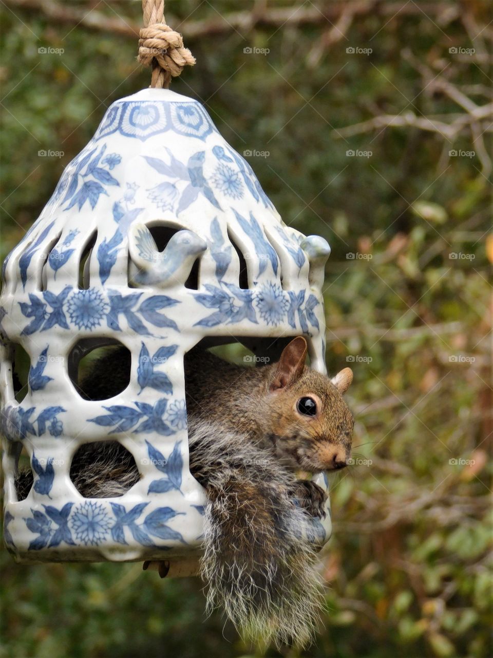 Squirrel resting in birdhouse